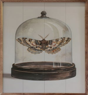 Glass Moth I By Petals Prints Design